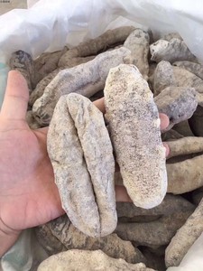 渔民自晒猪婆参大号白猪婆参猪母参 淡干海参干货4-5头500g包