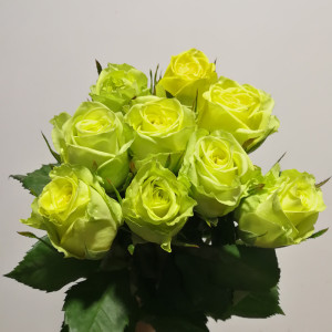 云南基地双子座绿玫瑰 幸运黄 生日礼物爱情求婚商务家用混搭插花