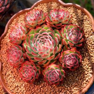 【侧影】法兰西玫瑰大颗莲花座肉肉多肉植物好养拼盘群生带盆包邮