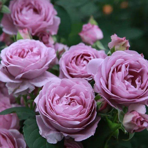 空蒙 月季紫色花朵灌木四季勤花抗性好阳台庭院地栽