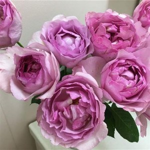 伊芙草莓树 浓香切包月季花苗盆栽地栽四季花卉扦插小苗推荐品种