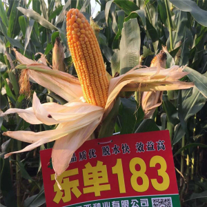 大田玉米种子东单183产量高脱水快抗性好红轴大棒米质好