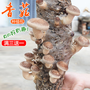 香菇蘑菇菌包平菇菌棒菌种子食用种植包纯天然安全食用好吃好玩