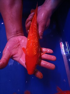 闪鳞火鲤反光鳞红色锦鲤 冷水观赏鱼易活锦鲤鱼活体金鱼