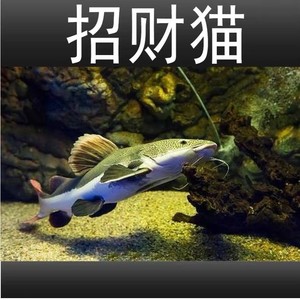 007人付款淘宝招财猫鱼冷水观赏大鱼招财鱼淡水红尾招