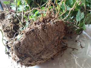 50mei511503941淘宝新鲜凉粉草苗仙草苗绿凉粉苗现挖带根发货可种