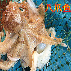 章鱼.八带迷你长腿八爪鱼500克