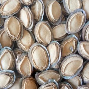 鲍鱼带壳干鲍鱼500克