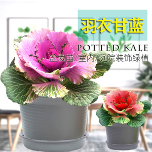 甘蓝花盆栽