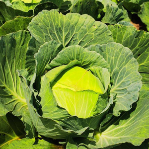 京丰一号包菜甘蓝种子种籽包心菜卷心菜蔬菜孑籽种大头菜四季包菜