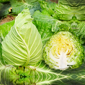 牛心甘蓝苗甘兰种子种籽包菜菜种大头菜种秧苗春丰秋春季蔬菜孑全