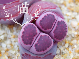 生石花紫
