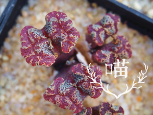 m031 超级蝴蝶 蝴蝶勋章  勋章 肉锥 2.5年株 喵先生多肉