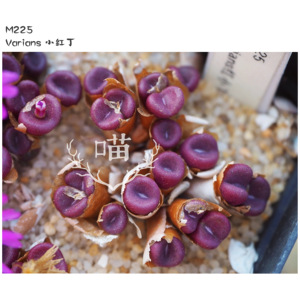 【喵先生】空卡佛 小红丁 肉锥 合集