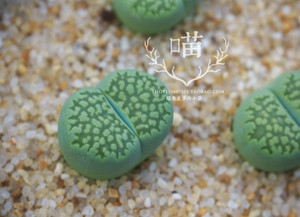 孔雀石 绿李夫人 生石花 malachite ex s.s 两年苗