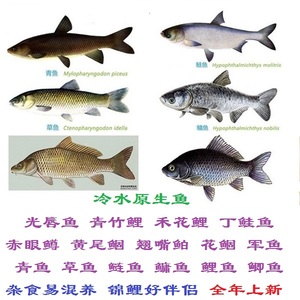 鱼苗大集结 青鱼草鱼鲢鱼鳙鱼鲤鱼鲫鱼鳊鱼 原生鱼冷水鱼观赏鱼