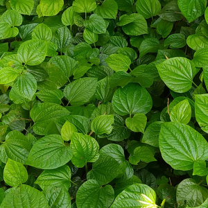 【广东野生新鲜蛤蝼叶】现摘包粽子哈蒌叶食用野菜青蝼叶假蒌叶