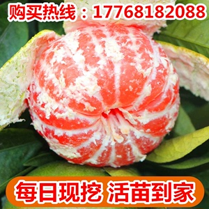 重庆正宗纽荷尔脐橙树苗脱毒柑橘苗杯苗地苗橙子容器小苗南方种植