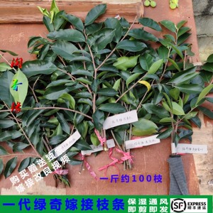 一代奇楠沉香嫁接枝条沉香嫁接棋楠扦插育苗枝条珍稀植物成活率高