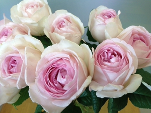 伊芙婚礼盒 大花浓香 扦插小苗 月季花苗绿植 包对版