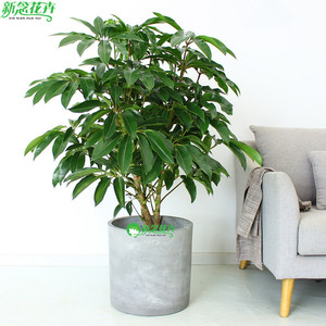 新念花卉 招财树摇钱树大叶伞大型盆栽植物 吸甲醛花卉 绿植盆栽