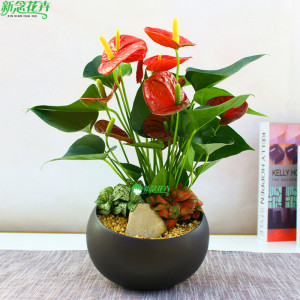 新念 红掌凤梨组装盆栽 办公室植物室内高档花卉客厅盆景