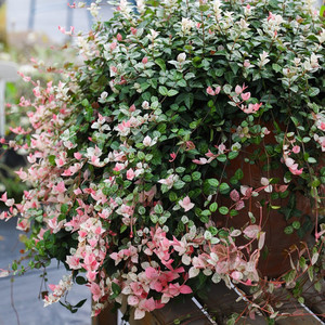 花叶络石四季常绿彩叶藤条观叶垂吊植物阳台室内绿植盆栽盆苗吊兰