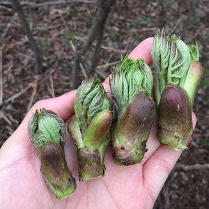 溪味道新鲜刺嫩芽2斤东北山野菜刺龙芽刺老芽乌龙头蘸酱菜