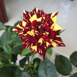 国月灌木流星雨月季花苗特大花浓香庭院植物盆栽玫瑰