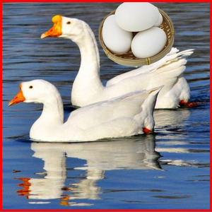 可孵化大体型鹅种蛋种鹅蛋可孵化鹅蛋大白鹅受精种蛋泰州鹅种蛋