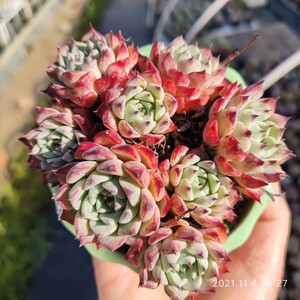 多肉植物沙罗姬