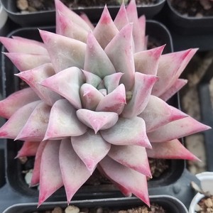 90可爱小淘_xh_xh淘宝布兰迪多肉植物冬云暗纹玫红色整群无砍自然粗