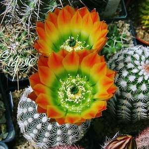 43皇冠虾仙人球 echinocereus ctenoides鹿角柱属御旗虾变种实生