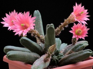 57黄瓜虾/明虾echinocereus gentryi/cucumis鹿角柱属实生仙人球