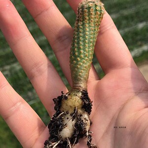 cepeda鹿角柱属虾