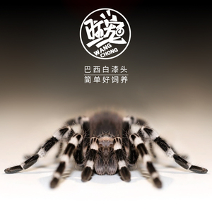 巴西白膝头幼体宠物蜘蛛成体20厘米左右大型温顺活体吃货黑白无常