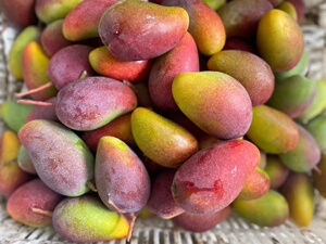 海南高山树上熟五彩贵妃芒果新鲜芒果4-4.5斤装