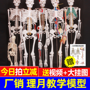人体骨骼模型骨架小白全身脊椎仿真医学结构解剖骷髅脊柱儿童玩具