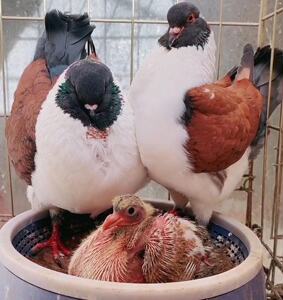 美系大体三色摩登那鸽子活体种蛋精品元宝鸽受精蛋公斤鸽圆环鸽