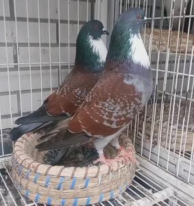 网红鸽子精品德国大体火麒麟种鸽活体受精蛋观赏鸽种蛋可孵化一对