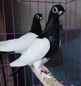 00yijiajiasi淘宝观赏鸽两头乌鸽子疆系短嘴乌头鸽子新疆乌京系两头