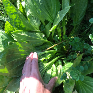 新鲜车前草牛遗车轮草现挖野外500g车轮菜泡茶猪耳草牛耳朵