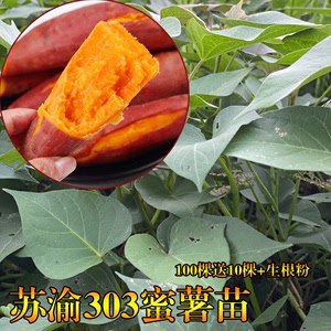 红薯苗苏渝303红糖心秧100棵包邮种植地瓜秧脱毒原种藤农科院高产