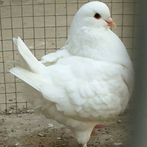 元宝鸽观赏鸽元宝鸽观赏白元宝黄元宝黑元宝淑女鸽子受精蛋孵化用