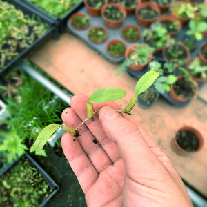 迷你小型石豆兰雨林缸植物兰附生兰花