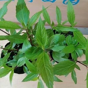 包邮佩兰苗佩兰盆栽鸡骨香中药草苗可食用香草盆栽绿植