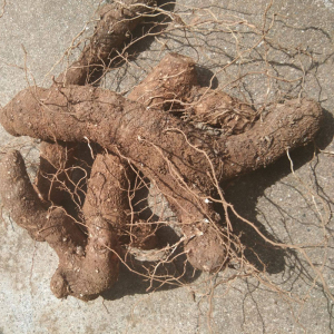 秦岭野生 火头根新鲜黄姜2500g克火藤根盾叶薯蓣中药材5斤散装