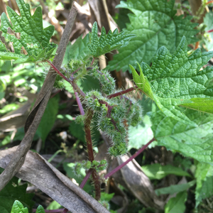 野生红活麻新鲜货荨麻蝎子草连根带枝1000g克/2斤散装中草药材