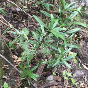 刺黄连新鲜中药材三颗针500g克散装三棵针