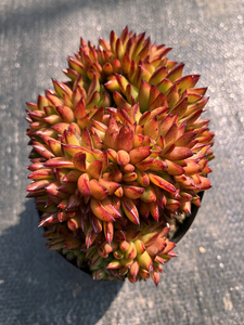 口红 红酒缀化 云南发货黑腐化水包赔 进口稀有多肉植物群生大颗